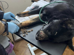 Devět trpících psů včetně štěňat skončilo v útulku v Mohelnici. Žili v garáži nebo ve vozíku od auta