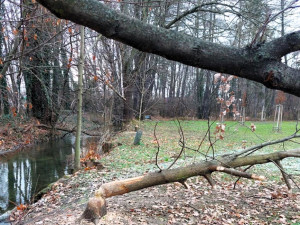 Přerov řeší výskyt bobrů v oblasti u sídliště, žádost o odlov neplánuje