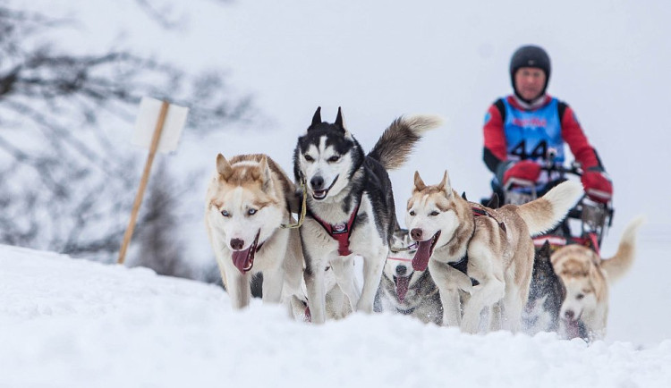 Musheři jsou na značkách, v Orlických horách za pár hodin začne Šediváčkův long