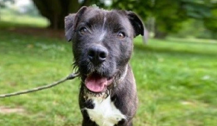 HLEDÁME PÁNÍČKA: