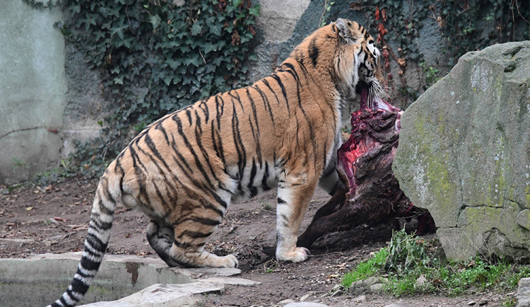 Jako kořist v přírodě. Kozorožce v Zoo Olomouc spořádali tygři ussurijští