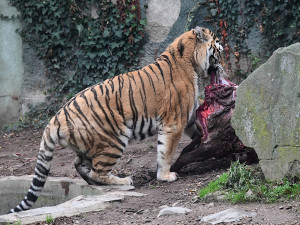 Jako kořist v přírodě. Kozorožce v Zoo Olomouc spořádali tygři ussurijští