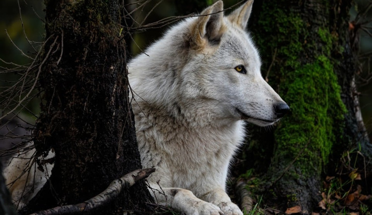 Vlci v českém pohraničí mohou být ohrožení lovem na Slovensku, upozorňují zástupci Hnutí Duha