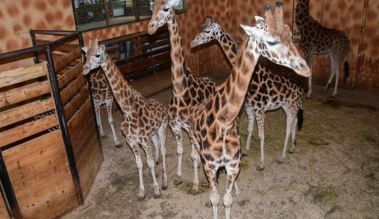 Ovoce, maso či speciální kaše pro žirafy. Zoo Olomouc na krmivo loni vynaložila přes osm milionů