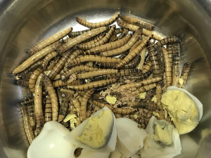 Krmná dávka v Zoo Olomouc - fenek