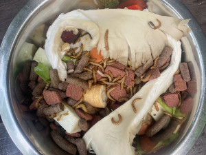 Krmná dávka v Zoo Olomouc - klokánek