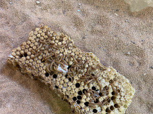 Krmná dávka v Zoo Olomouc - hrabáč