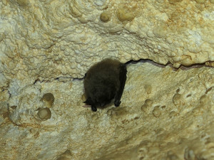 U krápníků se skrývají tisíce vrápenců a netopýrů. Javoříčské jeskyně potvrdily republikové prvenství