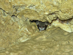 U krápníků se skrývají tisíce vrápenců a netopýrů. Javoříčské jeskyně potvrdily republikové prvenství