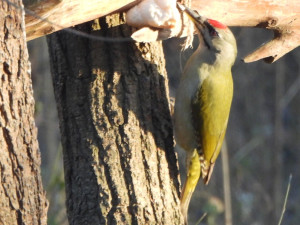 TIP NA VÍKEND: Ornitologové zvou na pozorování na Annínském jezeře u Tovačova a Malé laguně v Přerově