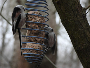 TIP NA VÍKEND: Ornitologové zvou na pozorování na Annínském jezeře u Tovačova a Malé laguně v Přerově