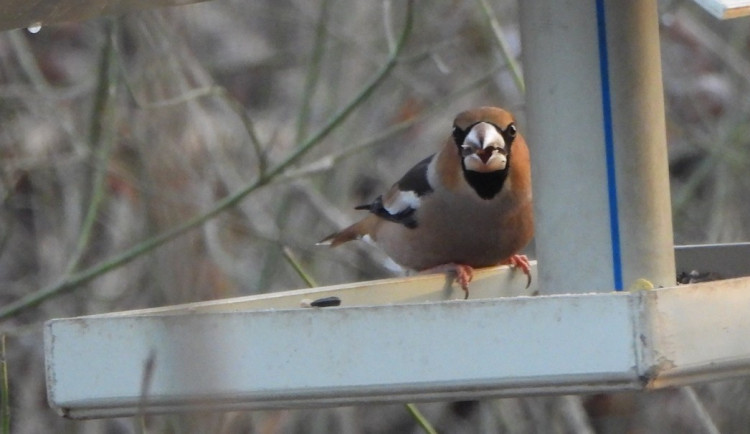 TIP NA VÍKEND: Ornitologové zvou na pozorování na Annínském jezeře u Tovačova a Malé laguně v Přerově