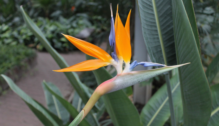 Výstaviště Flora otevírá své Sbírkové skleníky. Nabízí citrusy či exotické rostliny