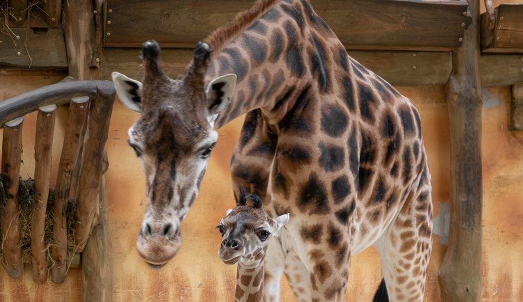 Konečně samička! V olomoucké zoo se narodilo další žirafí mládě