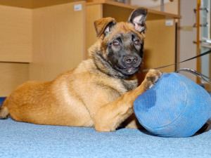 Zvažuješ práci u policie a máš obavy z fyzických testů?