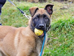 Zvažuješ práci u policie a máš obavy z fyzických testů?