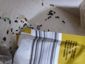 Znečištěné prostory či trus hlodavců. Inspekce zavřela bistro v centru Šumperku