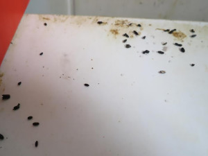 Znečištěné prostory či trus hlodavců. Inspekce zavřela bistro v centru Šumperku