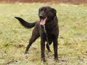 HLEDÁME PÁNÍČKA: Rexík, Fiona a Broček z Javorníku přišli o svůj domov a nyní čekají na novou šanci