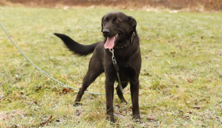 HLEDÁME PÁNÍČKA: