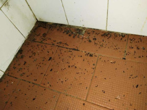 Mrtvé myši v kuchyni a stěny olezlé plísní. Inspektoři zavřeli motorest na dálnici u Brna