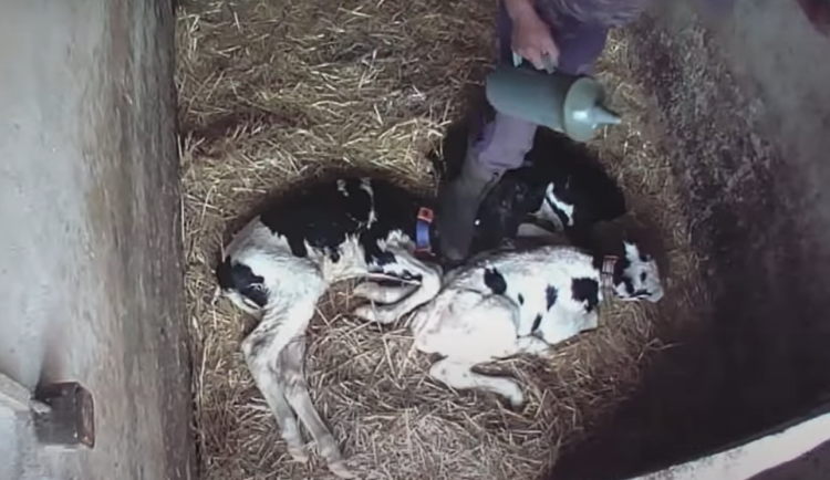 VIDEO: Kopání a bití telat do hlavy, šlapání po krku. Brutální záběry z kravínů mimo jiné i v Olomouckém kraji