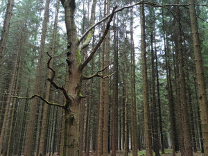 TIP NA VÝLET: Cesta na nejvyšší bod Drahanské vrchoviny. Nenáročná procházka vede krásnými lesy