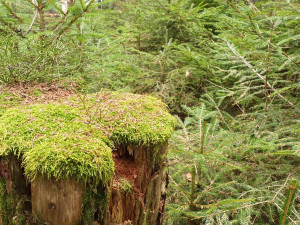 TIP NA VÝLET: Cesta na nejvyšší bod Drahanské vrchoviny. Nenáročná procházka vede krásnými lesy