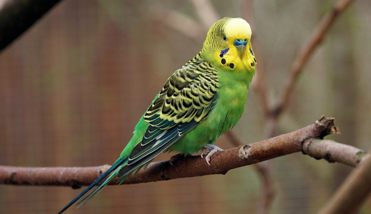 Uletěl vám papoušek? V Olomouci žádný problém, všechny domácí mazlíčky si nyní můžete označit čipem