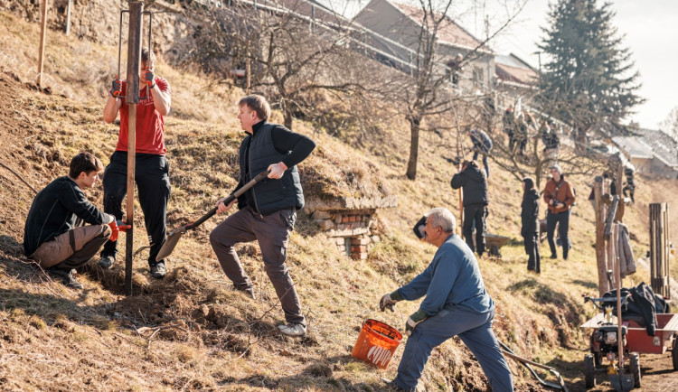 Slatinky na Prostějovsku mají nový sad. Vysadili ho studenti a tamní obyvatelé