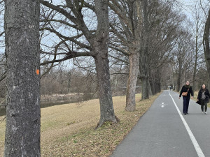 V Přerově se rozjelo kácení. Stromy jdou k zemi kvůli cyklostezce a parkovišti, další dřeviny jsou přestárlé