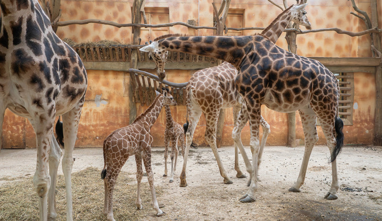 Zoo Olomouc loni navýšila zisk, chystá významné projekty pro návštěvníky i zaměstnance