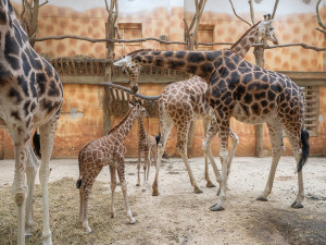 Zoo Olomouc loni navýšila zisk, chystá významné projekty pro návštěvníky i zaměstnance