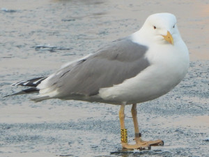 Racek s kroužkem PKHU si velmi oblíbil Přerov. Do města se v zimě vrací již dlouhých dvanáct let
