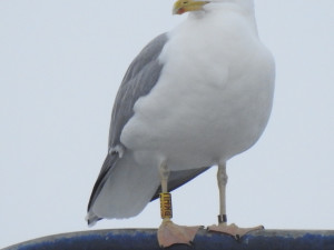 Racek s kroužkem PKHU si velmi oblíbil Přerov. Do města se v zimě vrací již dlouhých dvanáct let