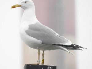 Racek s kroužkem PKHU si velmi oblíbil Přerov. Do města se v zimě vrací již dlouhých dvanáct let