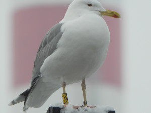 Racek s kroužkem PKHU si velmi oblíbil Přerov. Do města se v zimě vrací již dlouhých dvanáct let