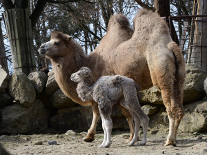 Dvojnásobná radost u velbloudů v Zoo Olomouc. Na svět přišly dvě samičky