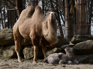 Dvojnásobná radost u velbloudů v Zoo Olomouc. Na svět přišly dvě samičky