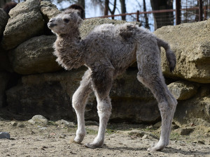 Dvojnásobná radost u velbloudů v Zoo Olomouc. Na svět přišly dvě samičky