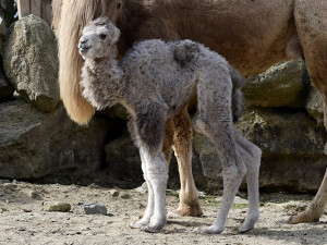 Dvojnásobná radost u velbloudů v Zoo Olomouc. Na svět přišly dvě samičky