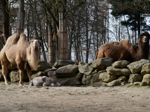 Dvojnásobná radost u velbloudů v Zoo Olomouc. Na svět přišly dvě samičky