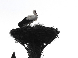 Čáp v Hranicích našel nový přepychový domov na ocelové soše