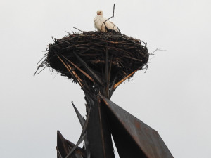 Čáp v Hranicích našel nový přepychový domov na ocelové soše