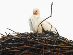 Čáp v Hranicích našel nový přepychový domov na ocelové soše
