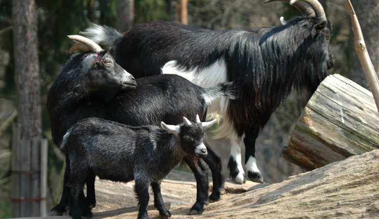 V Zoo Olomouc je zakázaný vstup do oblíbeného výběhu zakrslých koz
