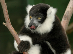 Lemury čeká stěhování. V Zoo Olomouc pro ně připravují příhodnější výběh