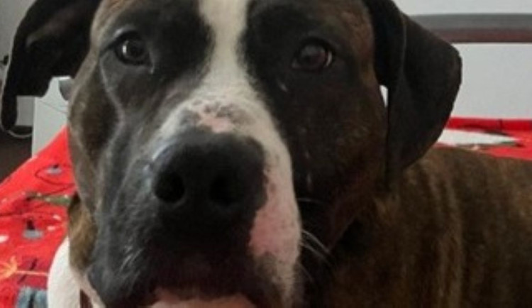 HLEDÁME PÁNÍČKA: Maxík, Brita, Viktorie a Lojzík z útulku Voříšek se stanou úžasnými parťáky