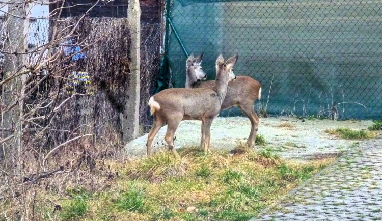 Českobudějovičtí strážníci pomohli srnci uvězněnému za plotem