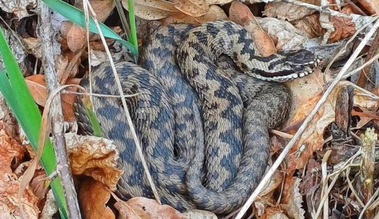 Pozor, kam šlapete. S teplým počasím se po zimě probouzejí hadi